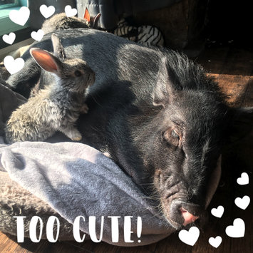 Photo uploaded to #NationalPetDay by Sásha P.