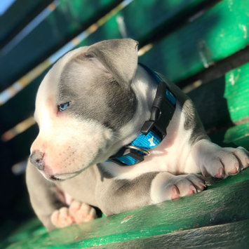 Photo uploaded to #NationalPetDay by satira D.