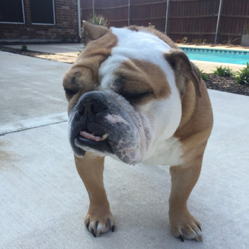 Photo uploaded to #NationalPetDay by Hannah F.