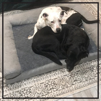 Photo uploaded to #NationalPetDay by Lyndsey M.