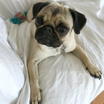 Photo uploaded to #NationalPetDay by Ann K.
