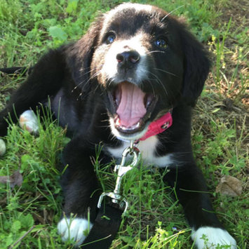 Photo uploaded to #NationalPetDay by Anna R.