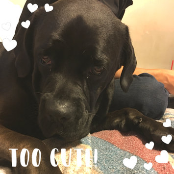 Photo uploaded to #NationalPetDay by Nicole R.