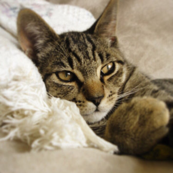 Photo uploaded to #FurryFriends by Amy S.