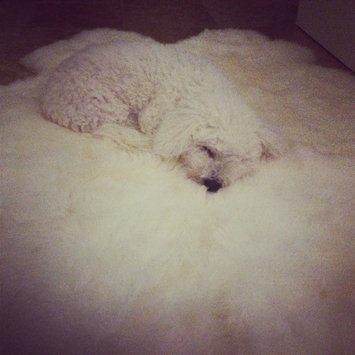 Photo uploaded to #FurryFriends by Renee C.