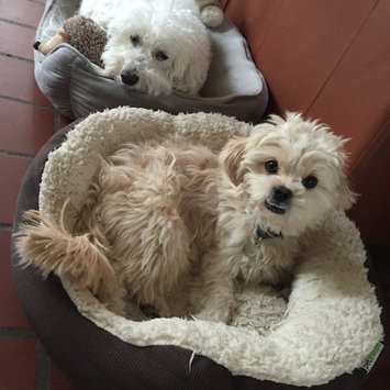 Photo uploaded to #FurryFriends by Renee C.
