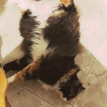 Photo uploaded to #FurryFriends by Patricia L.