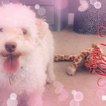 Photo uploaded to #FurryFriends by Scarlett O.