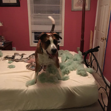 Photo uploaded to #FurryFriends by Fay M.