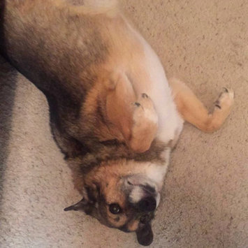 Photo uploaded to #FurryFriends by Hailey B.
