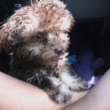 Photo uploaded to #FurryFriends by Britney D.