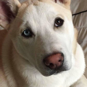 Photo uploaded to #FurryFriends by LORI H.