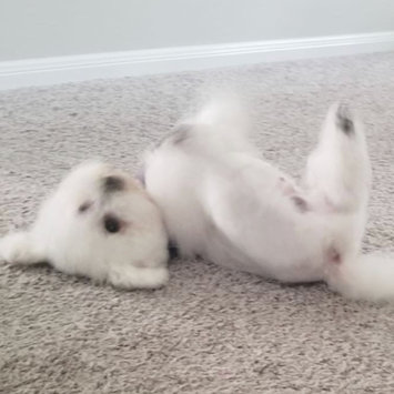 Photo uploaded to #FurryFriends by Nayelisse J.
