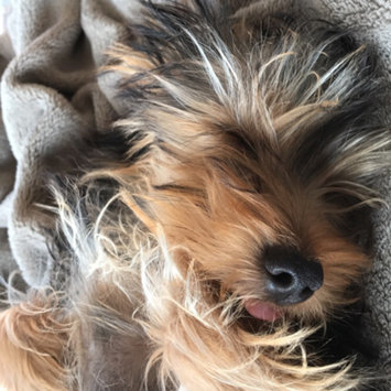 Photo uploaded to #FurryFriends by Honore Q.