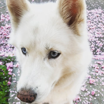 Photo uploaded to #FurryFriends by Merr K.