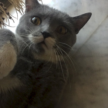 Photo uploaded to #FurryFriends by Lynn B.