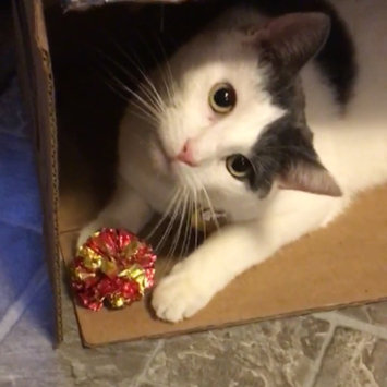 Photo uploaded to #FurryFriends by Katie C.