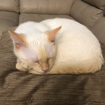 Photo uploaded to #FurryFriends by Wendy W.