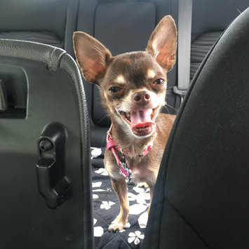 Photo uploaded to #FurryFriends by Amanda K.