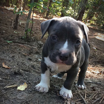 Photo uploaded to #FurryFriends by Jakia H.