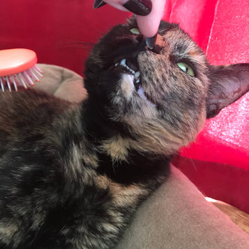 Photo uploaded to #FurryFriends by Holli J.