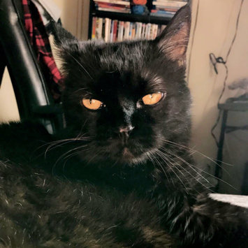 Photo uploaded to #FurryFriends by Holli J.