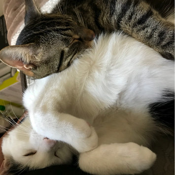 Photo uploaded to #FurryFriends by noshin🌱 A.
