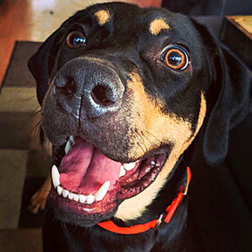 Photo uploaded to #FurryFriends by Krystle H.