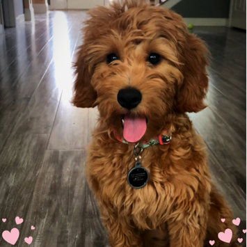 Photo uploaded to #FurryFriends by allison n.