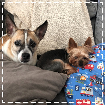 Photo uploaded to #FurryFriends by Kamni G.