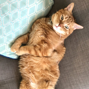Photo uploaded to #FurryFriends by Nicole P.