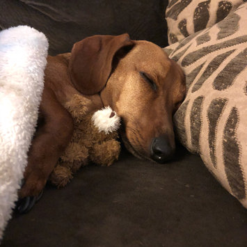 Photo uploaded to #FurryFriends by Samantha R.