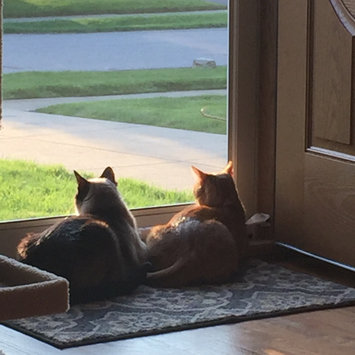 Photo uploaded to #FurryFriends by samantha p.