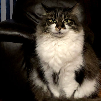 Photo uploaded to #FurryFriends by Nicole K.