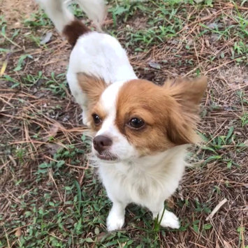 Photo uploaded to #FurryFriends by Juliett D.