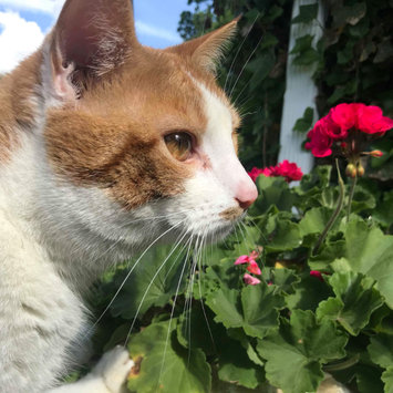 Photo uploaded to #FurryFriends by Alexandria B.
