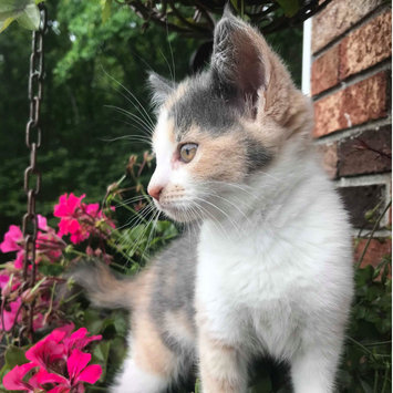 Photo uploaded to #FurryFriends by Alexandria B.