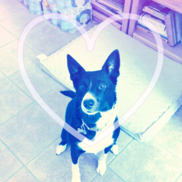 Photo uploaded to #FurryFriends by Brittany T.