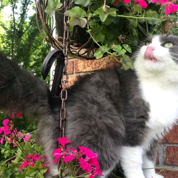 Photo uploaded to #FurryFriends by Alexandria B.