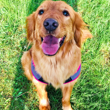 Photo uploaded to #FurryFriends by Jennifer L.