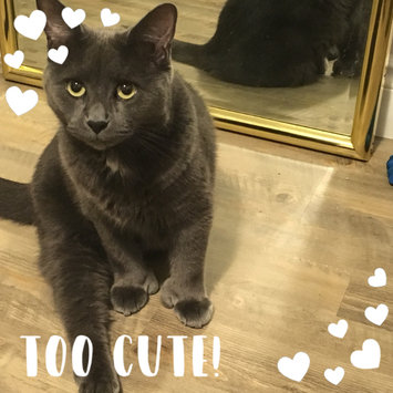 Photo uploaded to #FurryFriends by Erin R.