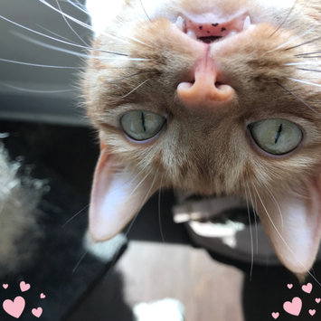 Photo uploaded to #FurryFriends by Logan B.