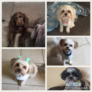 Photo uploaded to #FurryFriends by Emily H.