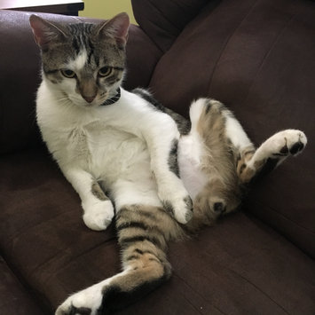 Photo uploaded to #FurryFriends by Sarah D.