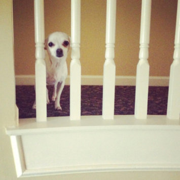 Photo uploaded to #FurryFriends by Nikki P.