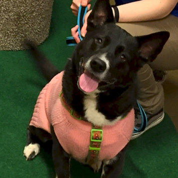 Photo uploaded to #FurryFriends by Emily L.