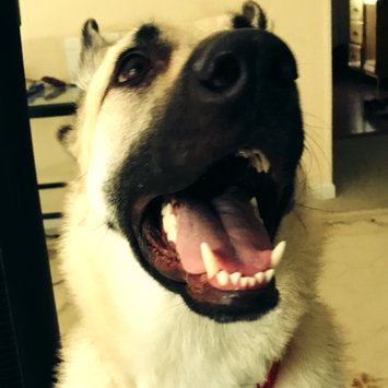 Photo uploaded to #FurryFriends by Karmon P.