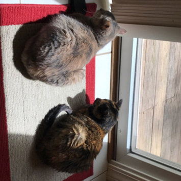 Photo uploaded to #FurryFriends by Dana R.