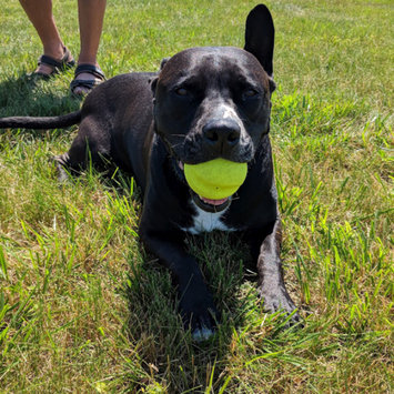 Photo uploaded to #FurryFriends by Nikki W.