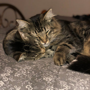 Photo uploaded to #FurryFriends by Rebekah F.